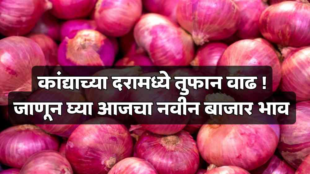 Onion Rate Today in Maharashtra